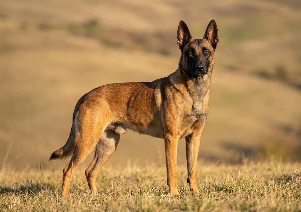 Malinois (Belgischer Schäferhund)