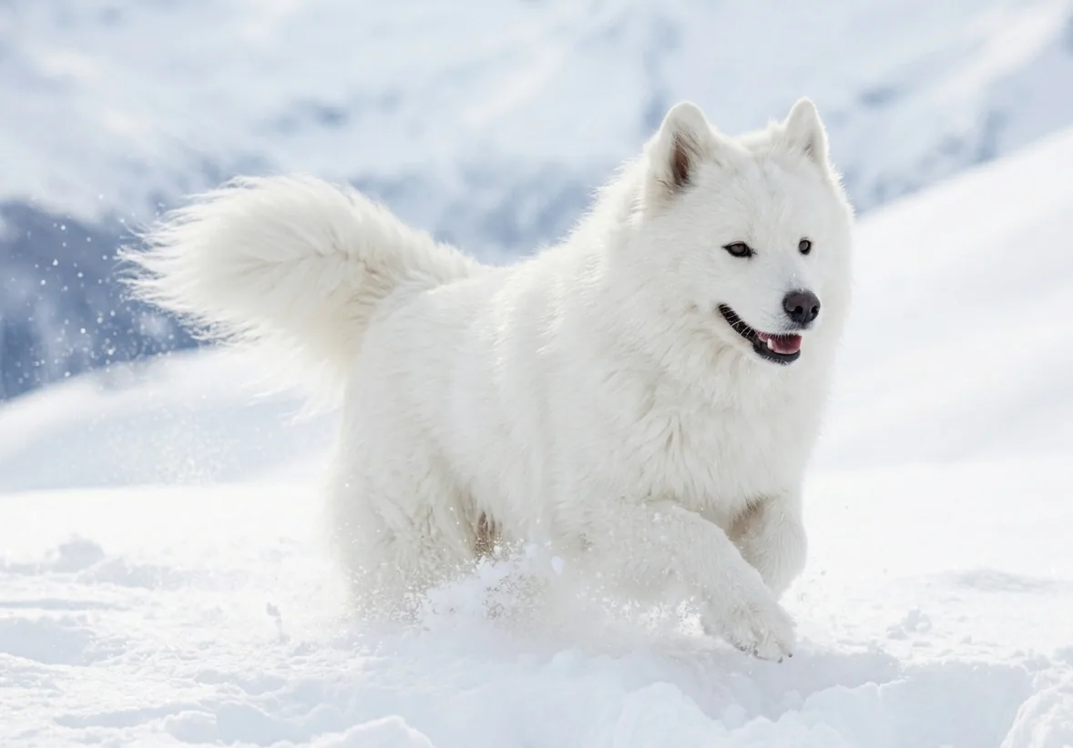 Samojede im Schnee – in seinem Element als Schlittenhund